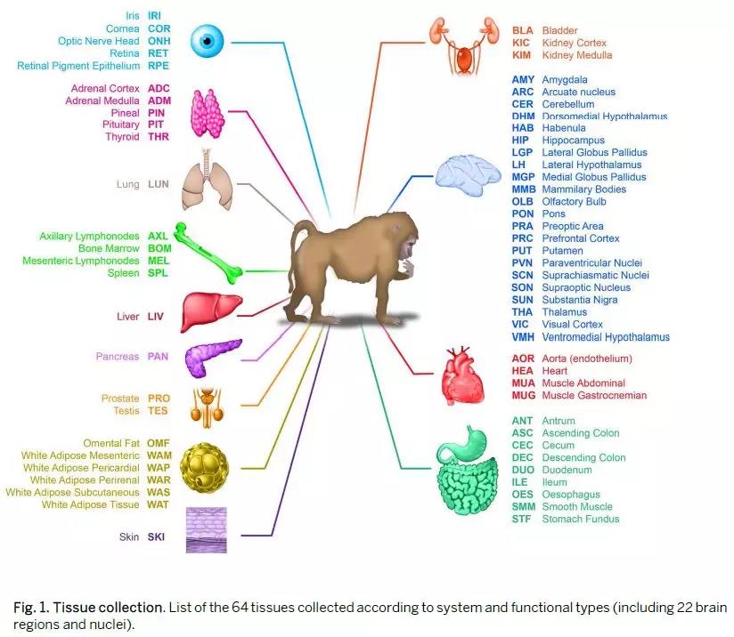 Science：基因也有“生物鍾”，至少影響150種疾病 中國科學網www.minimouse.com.cn